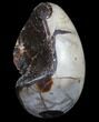 Septarian Dragon Egg Geode - Black Crystals #88159-2